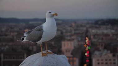 Gün batımında arkasında Roma şehri olan yavaş çekim martıları. Yüksek kaliteli FullHD görüntüler