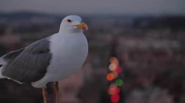 Gün batımında arkasında Roma şehri olan yavaş çekim martıları. Yüksek kaliteli FullHD görüntüler