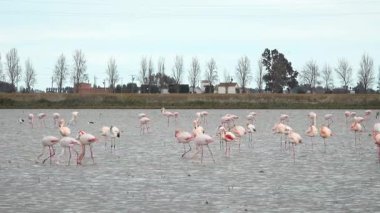 Flamingoların Ebro delta Katalonya, İspanya 'da yedikleri ve uçtukları 4k görüntüler