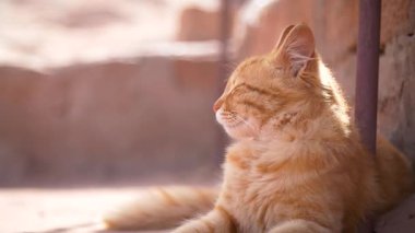 Petra 'daki kedi, Jordan. Yüksek kaliteli FullHD yavaş çekim görüntüleri.