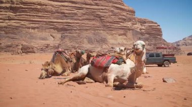 Wadi Rum çölünde develer. Yüksek kaliteli FullHD yavaş çekim görüntüleri