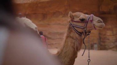 Petra 'da Hazine' nin önündeki deve. Yüksek kaliteli FullHD yavaş çekim görüntüleri