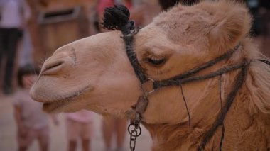 Petra 'da Hazine' nin önündeki deve. Yüksek kaliteli FullHD yavaş çekim görüntüleri