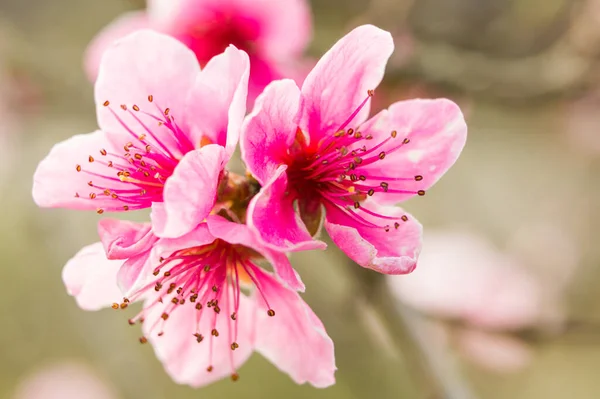 Freshly blossomed peach blossom, photographed close up, in spring.