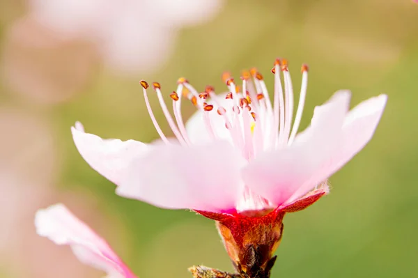 Freshly blossomed peach blossom, photographed close up, in spring.