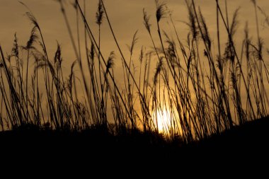Reed çalılığı, Arundo Donax bitkileri, İlkbaharda çekilmiş, arka ışıklandırma.