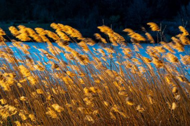 Reed çalılığı, Arundo Donax bitkileri, İlkbaharda çekilmiş, arka ışıklandırma.