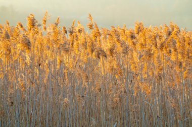 Reed çalılığı, Arundo Donax bitkileri, İlkbaharda çekilmiş, arka ışıklandırma.