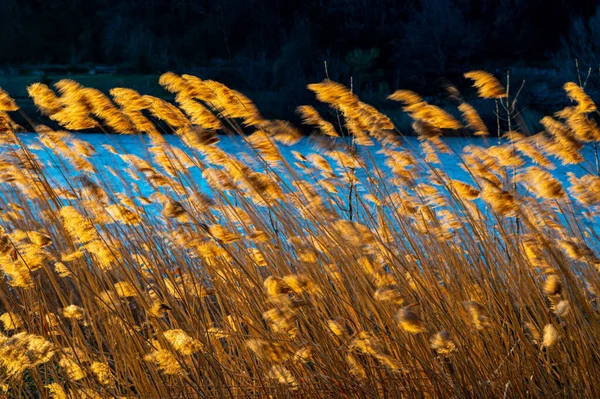 Рид Заросли Arundo Donax Растений Сфотографированы Весной Подсветка — стоковое фото