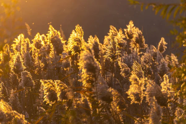 Рид Заросли Arundo Donax Растений Сфотографированы Весной Подсветка — стоковое фото