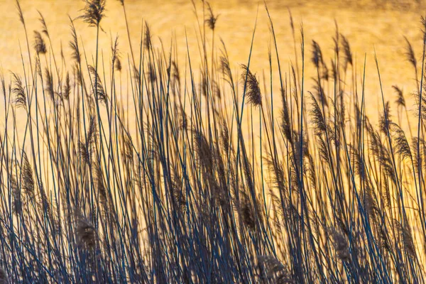 Reed Çalılığı Arundo Donax Bitkileri Lkbaharda Çekilmiş Arka Işıklandırma — Stok fotoğraf