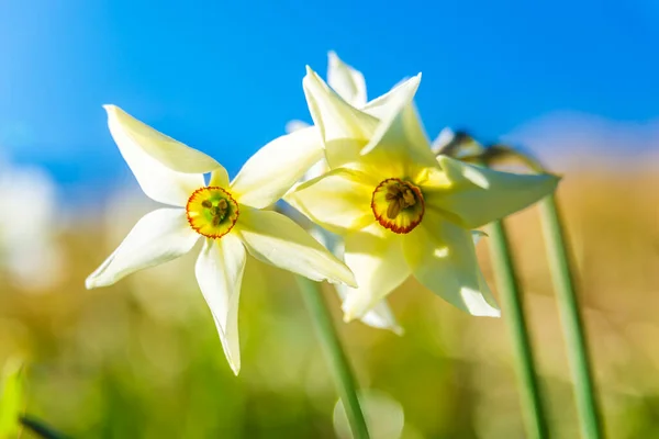 Čerstvě Kvetoucí Bílé Divoké Narcisy Vyfocené Zblízka Horách — Stock fotografie