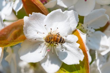 Beyaz Nashi çiçeği, yeni çiçek açtı, üzerine bir arı kondu. Bahar, tozlaşma ve arıların hayatı.