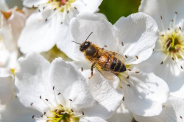 Beyaz Nashi çiçeği, yeni çiçek açtı, üzerine bir arı kondu. Bahar, tozlaşma ve arıların hayatı.