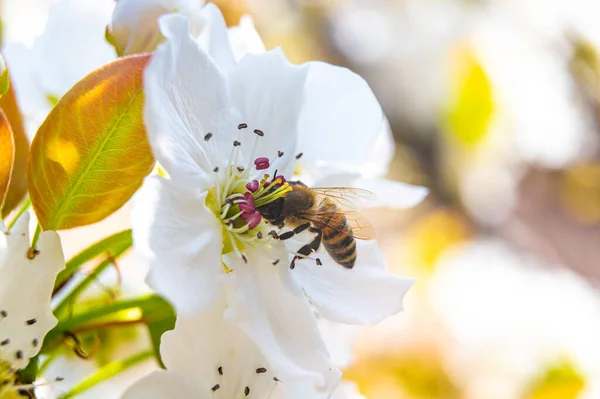 stock image White Nashi flower, just bloomed, on which a bee has landed. Spring, pollination and the life of bees.