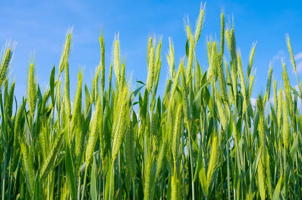 Cultivated Wheat Field Ears Wheat Photographed Close — Stock Photo, Image