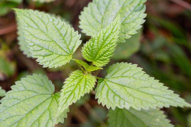 Isırgan otları ve yapraklar yakından fotoğraflandı. Isırgan otunun önceliği ve kalitesi.