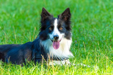 Çayırda çoban köpeği, sahibinden emirler bekliyor..