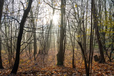Forest of bare trees, in winter, with fog and sunlight.