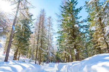 Çam ormanı, kışın, dağlarda ve taze karla fotoğraflanmış..