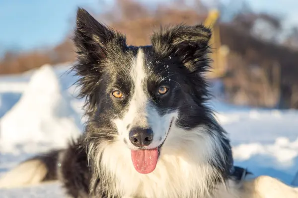 Border collie in the snow, waiting for commands from its master.