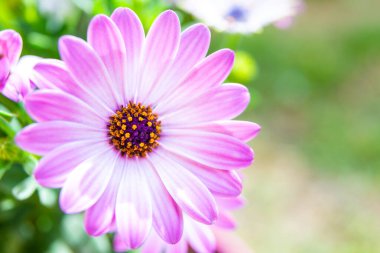 Baharda renkli çiçeklerin arkaplanı.