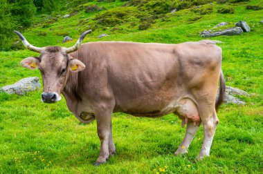Yüksek dağlarda inekler otluyor. Sığırlar özgürce otluyor..
