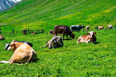 Yüksek dağlarda inekler otluyor. Sığırlar özgürce otluyor..