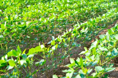 Soya fasulyesi tarlası, soya fasulyesi yetişiyor.