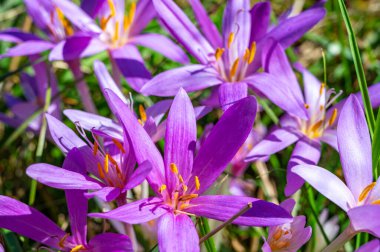 Yeni açmış Colchicum çiçekleri, sonbaharda yakından çekilmiş..