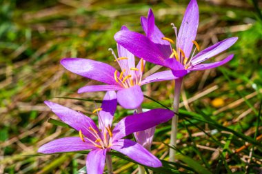 Newly bloomed Colchicum flowers, photographed up close, in autumn. clipart