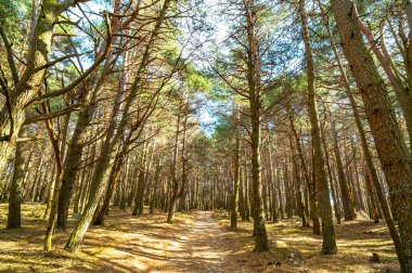 Çam ormanı, ilkbahar günü çekilmiş. Arkaplan ve doğa.