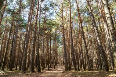 Çam ormanı, ilkbahar günü çekilmiş. Arkaplan ve doğa.