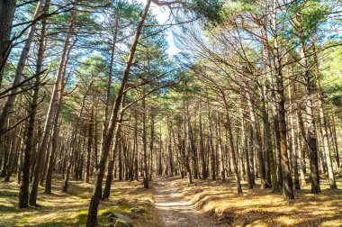 Çam ormanı, ilkbahar günü çekilmiş. Arkaplan ve doğa.