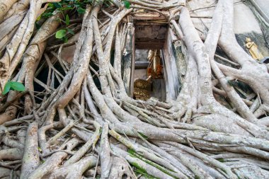 Buda, Tayland 'ın Samut Songkhram kenti Amphawa kasabasındaki Wat Bang Kung' da, Kasım ayında, 