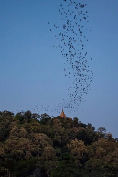 One Million Bat Fly Out Kang Khao Cave Wat Khao — Stock Photo, Image