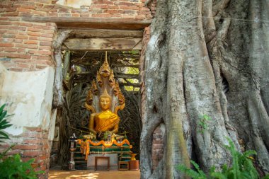 Ang Thong şehrindeki Wat Sang Kratai Tayland 'da Ang Thong, Ang Thong, Kasım 2022