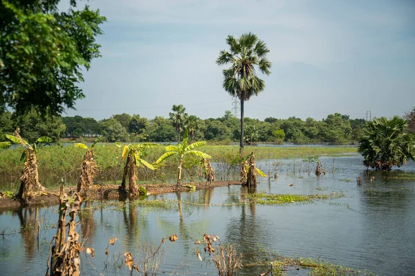 Agriculture Field Flooding City Ayutthaya Province Ayutthaya Thailand Thailand Ayutthaya — Stock Photo, Image