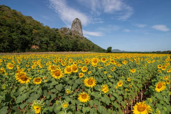 Sunflower Field City Lopburi Province Lopburi Thailand Thailand Lopburi November — Photo