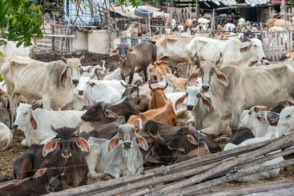 Cow Cattle Farm City Lopburi Province Lopburi Thailand Thailand Lopburi — Foto de Stock