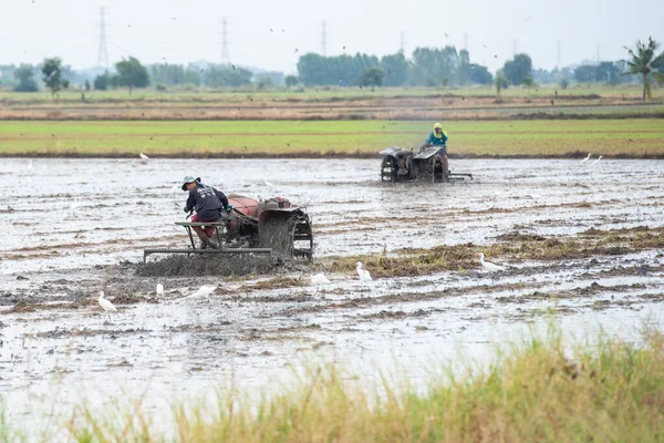 Farmer Work Rice Field City Lopburi Province Lopburi Thailand Thailand — Zdjęcie stockowe