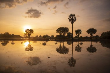a sunset over a rice field near the City of Lopburi in the Province of Lopburi in Thailand,  Thailand, Lopburi, November, 2022