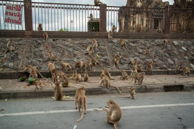 wild macaque monkeys in the City of Lopburi in the Province of Lopburi in Thailand,  Thailand, Lopburi, November, 2022