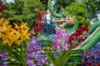 Orchid at the Wat Khao Phra Khru in the City of Si Racha in the Province of Chonburi in Thailand,  Thailand, Siracha, November, 2022