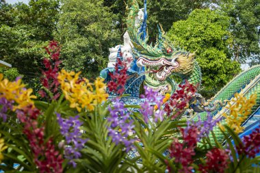 Orchid at the Wat Khao Phra Khru in the City of Si Racha in the Province of Chonburi in Thailand,  Thailand, Siracha, November, 2022