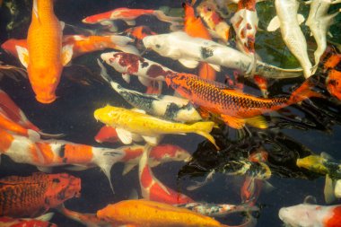 Koi Fish at the Wat Khao Phra Khru in the City of Si Racha in the Province of Chonburi in Thailand,  Thailand, Siracha, November, 2022