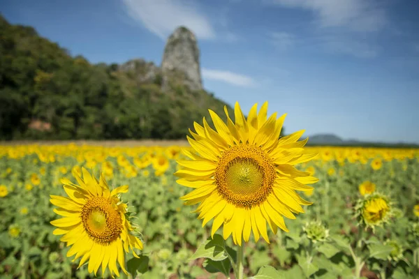 Sunflower Field City Lopburi Province Lopburi Thailand Thailand Lopburi November — Stock Photo, Image