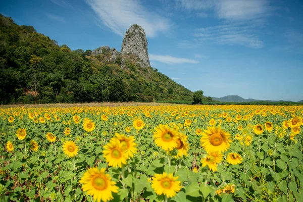 2022年11月 タイのロッブリ県ロッブリ市付近のひまわり畑 — ストック写真
