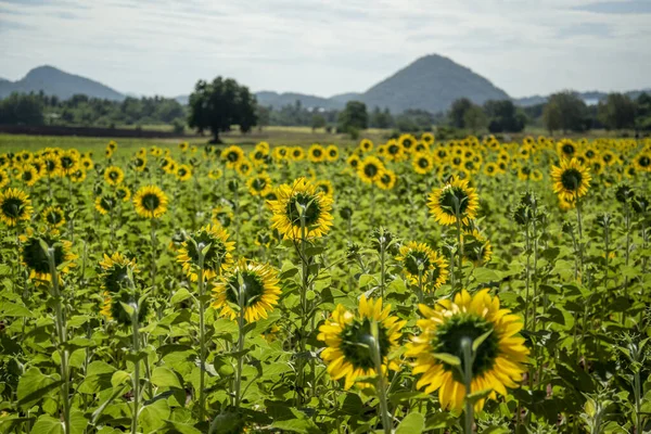 Sunflower Field City Lopburi Province Lopburi Thailand Thailand Lopburi November —  Fotos de Stock