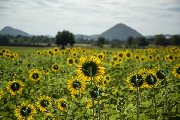 Sunflower Field City Lopburi Province Lopburi Thailand Thailand Lopburi November — Zdjęcie stockowe
